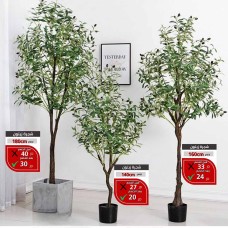 Olive Trees