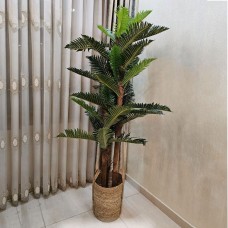 Plant