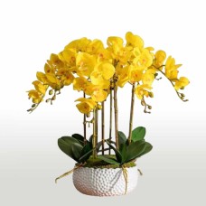 Orchid flower