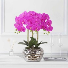 Orchid flower