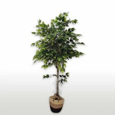 ﻿Decorative Trees