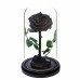 The legendary rose