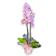 Orchid plant
