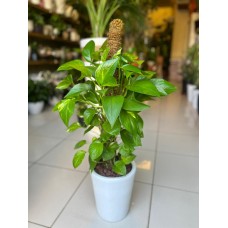 Heartleaf Philodendron in Elegant Ceramic Pot