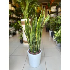 Snake Plant in Elegant Ceramic Pot