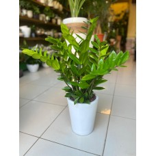 Zamioculcas Plant in Elegant Ceramic Pot