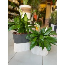 Peace Lily in Decorative Plastic Pot