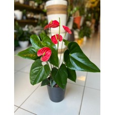 Anthurium Plant in Elegant Ceramic Pot