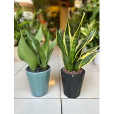 Sansevieria (Snake Plant) in Elegant Ceramic Pot