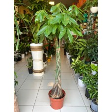 Braided Pachira Plant – Elegant and Natural Charm