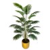 Erika or Schefflera