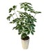 Artificial plant