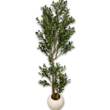Olive Tree 