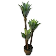 Olivera plant