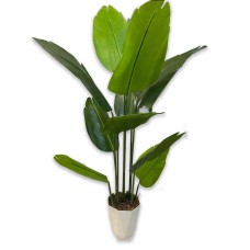 Banana tree