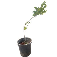 Lemon Plant
