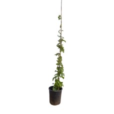 Miss Flora plant