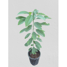 Avocado plant