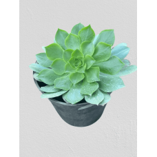 Cactus plant