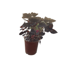 Carpet Plant