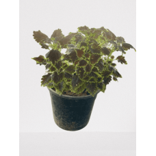Carpet plant