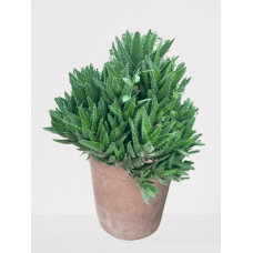 Olivera plant
