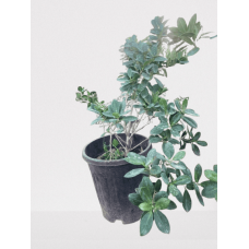Italian Bonsai Plant