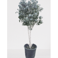 Ficus Benjamin Plant