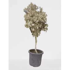 Ficus moss plant