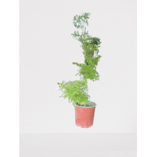 Ficus moss plant