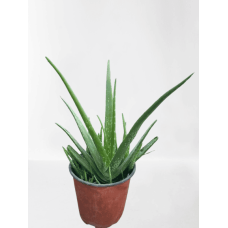 Italian Oleifera Plant