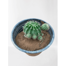 cactus plant
