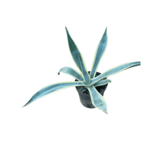 Ajava plant