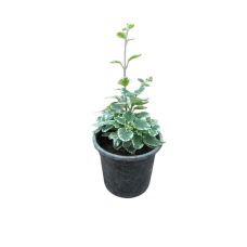 Scented Doritos Plant