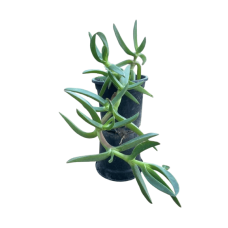 Bobo finger plant