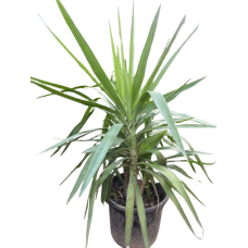 Yucca plant