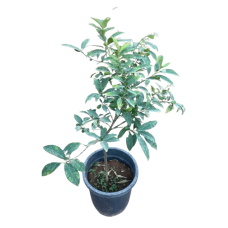 Kumuak plant
