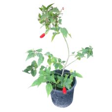 Abixos plant