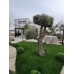 Landscaping and decoration