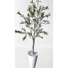 Olive Tree