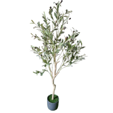 Olive tree
