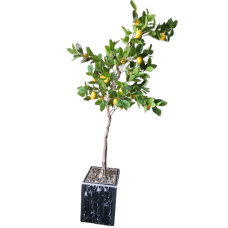 Lemon Tree