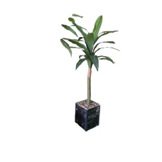 Yucca Tree