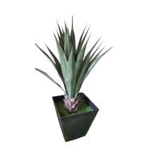 Pineapple tree