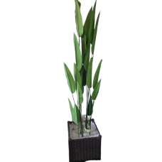 Slender banana tree