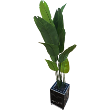 Banana tree
