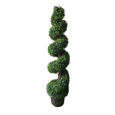 Spiral cypress tree