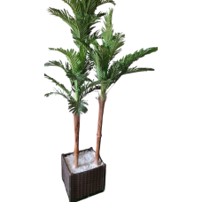 Areca Tree