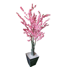 Almond Tree