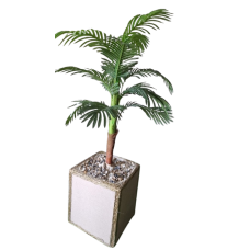Areca Tree